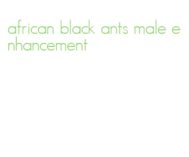 african black ants male enhancement